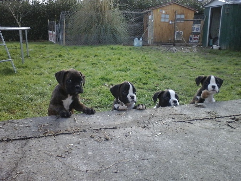 Les Bébés